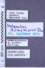 Etiketten zu Melanotus armeniacus (Schwarz, 1891) (NHMW-ZOO-COL-0007679)